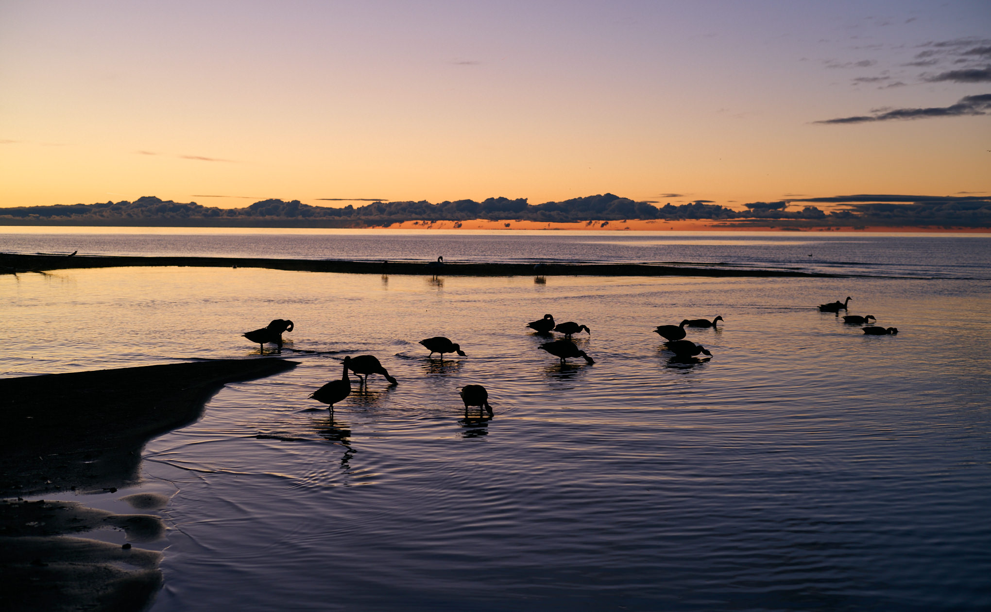 Гуси могут выходить за пределы сухопутной границы