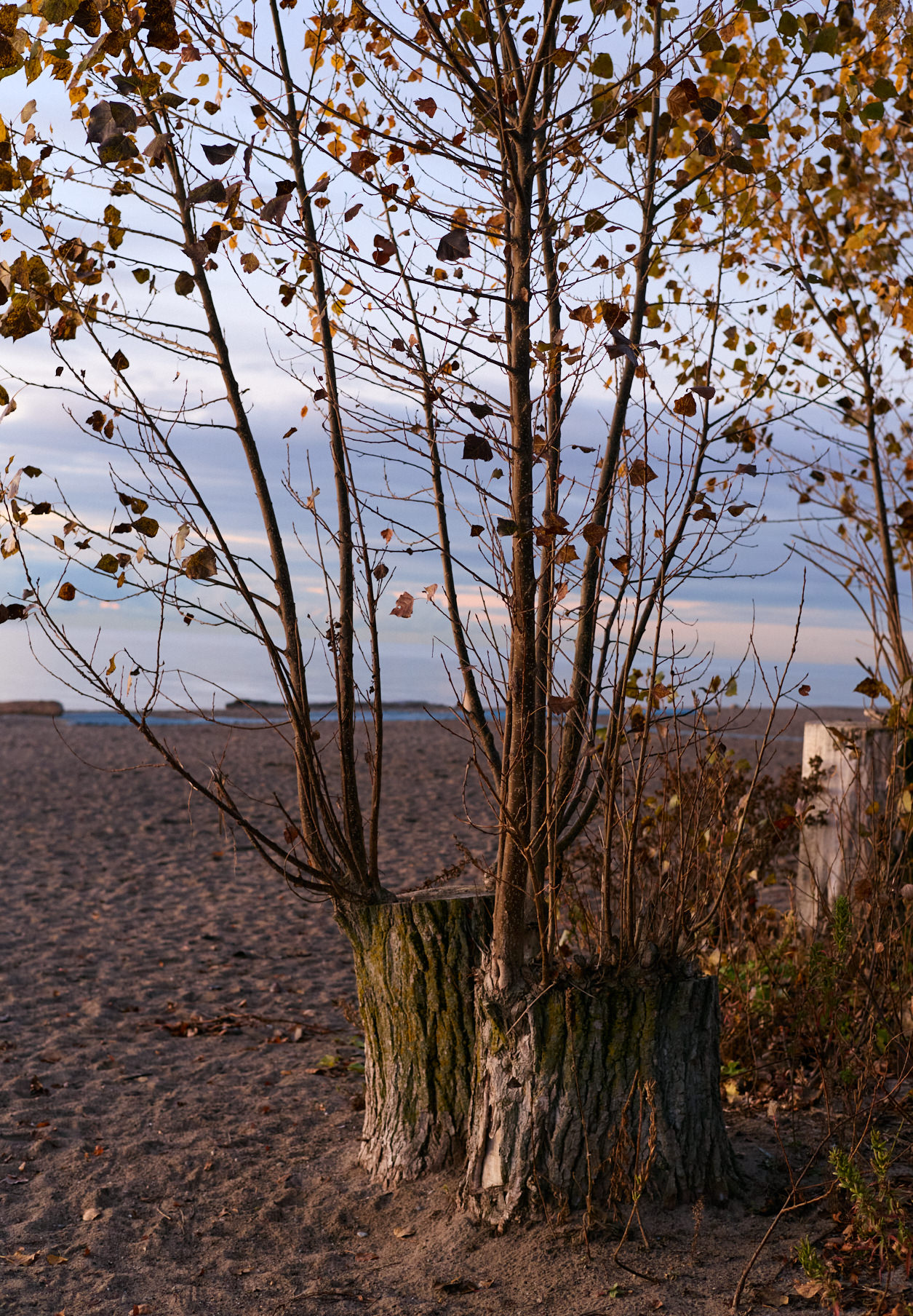 Спиленные деревья