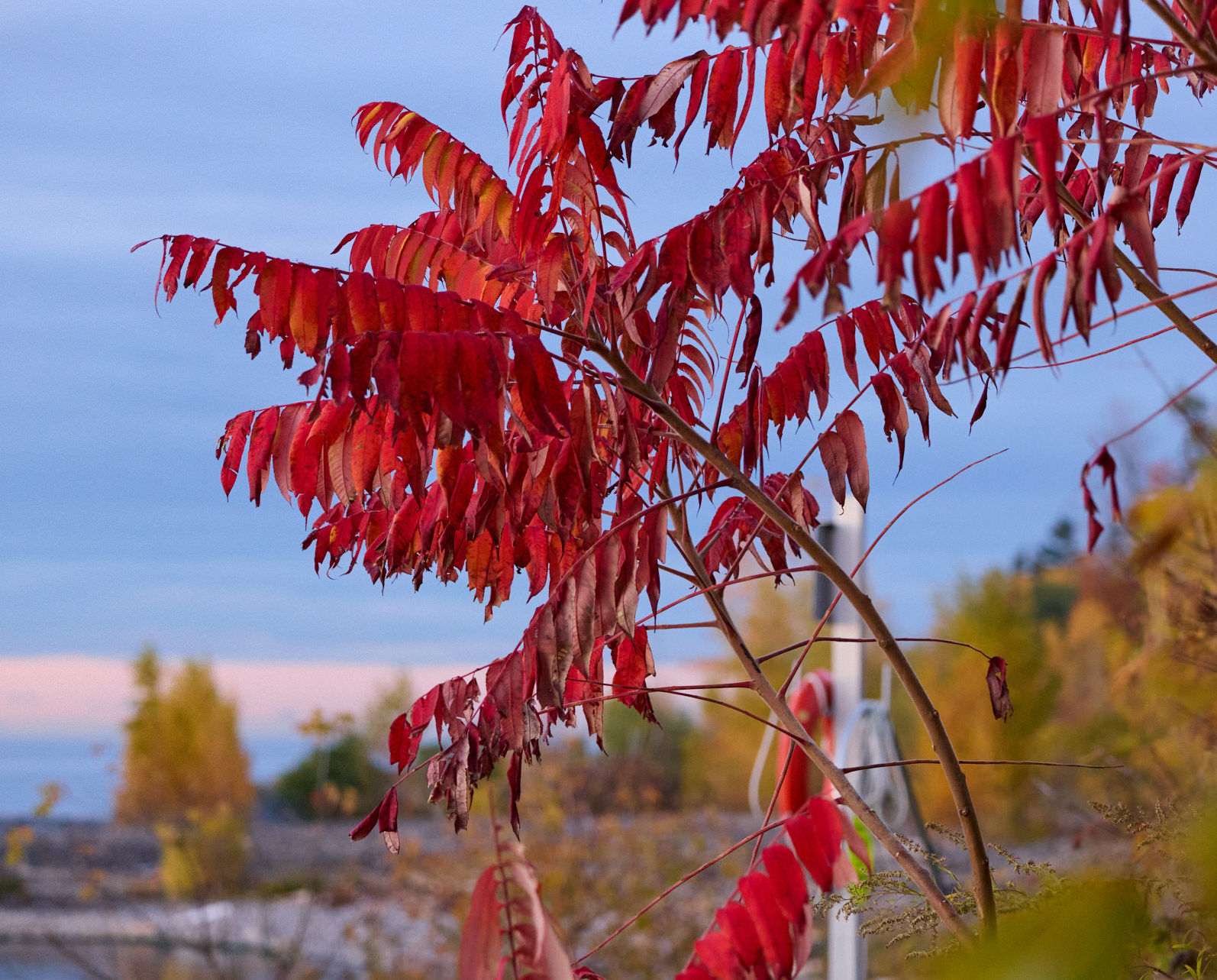 Просто листья