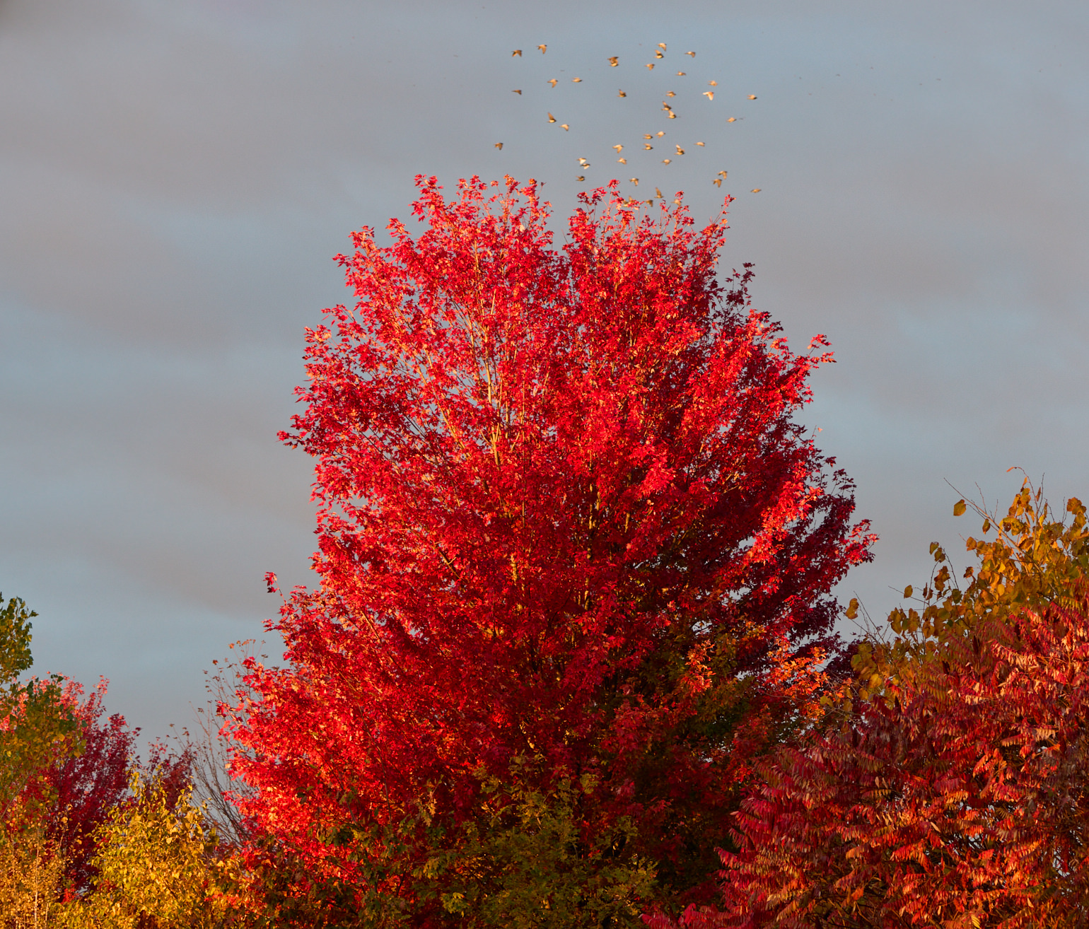 Птицы над красными деревьями