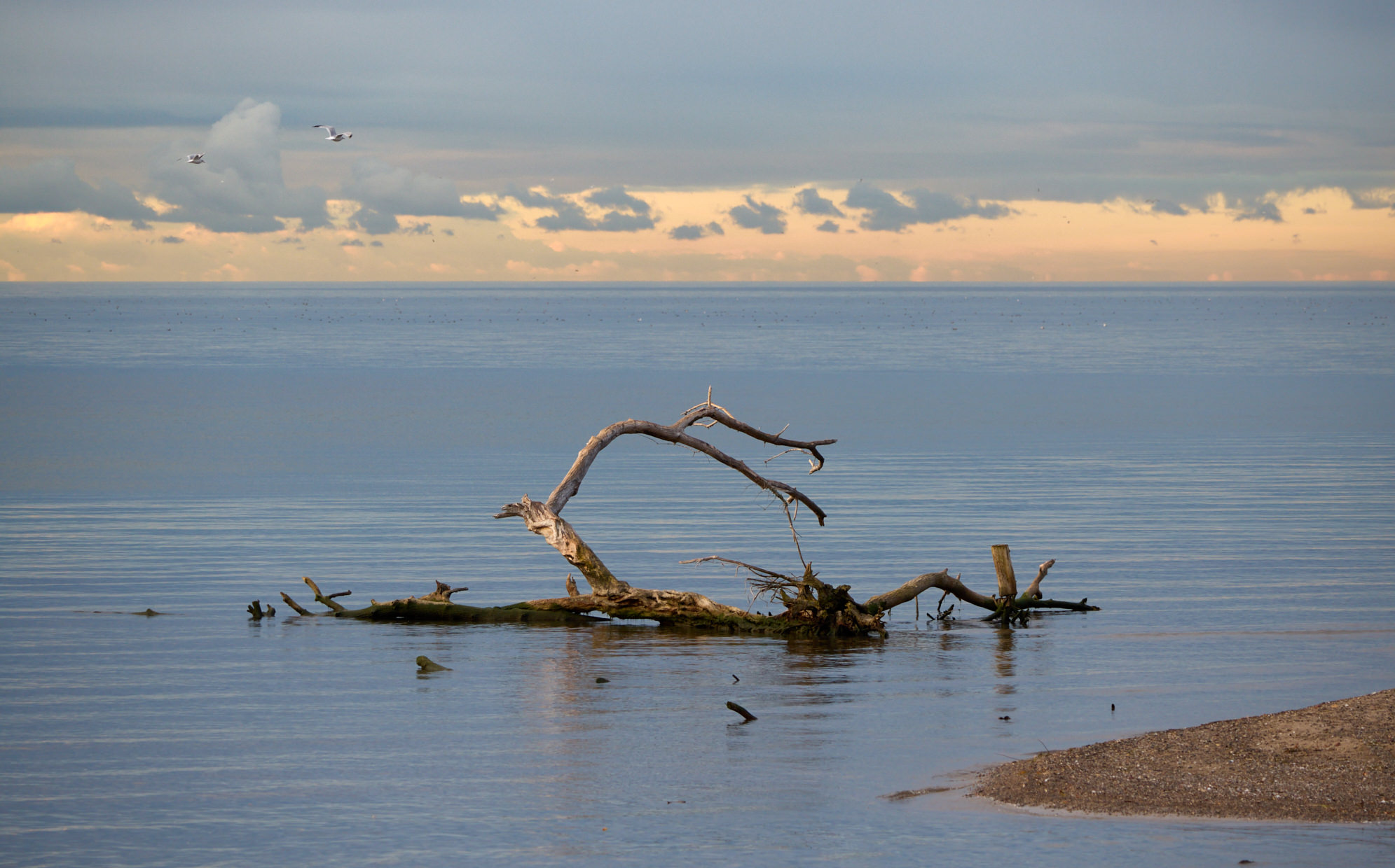 Выносит деревья как и везде у устьев рек