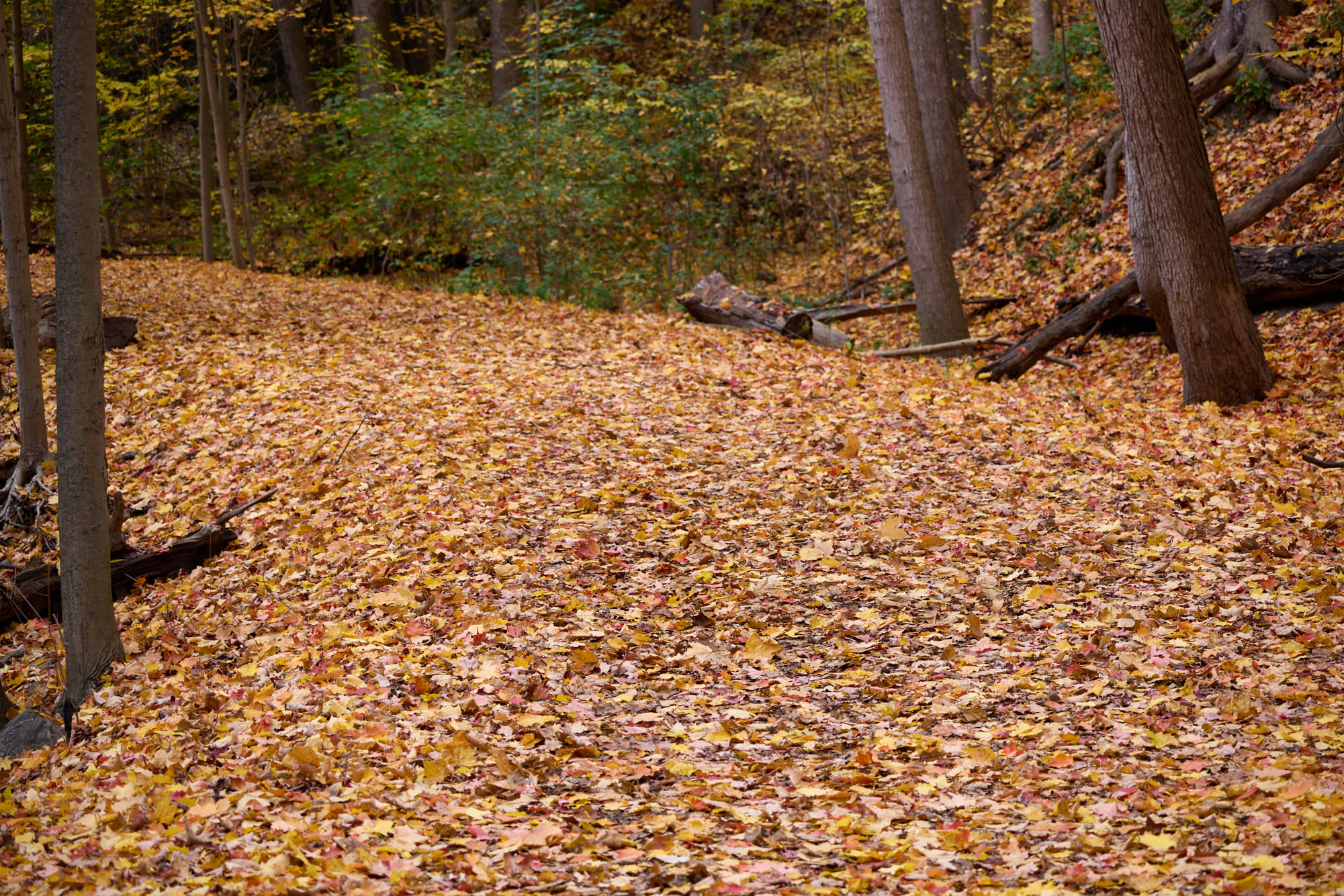 Дороги в парках