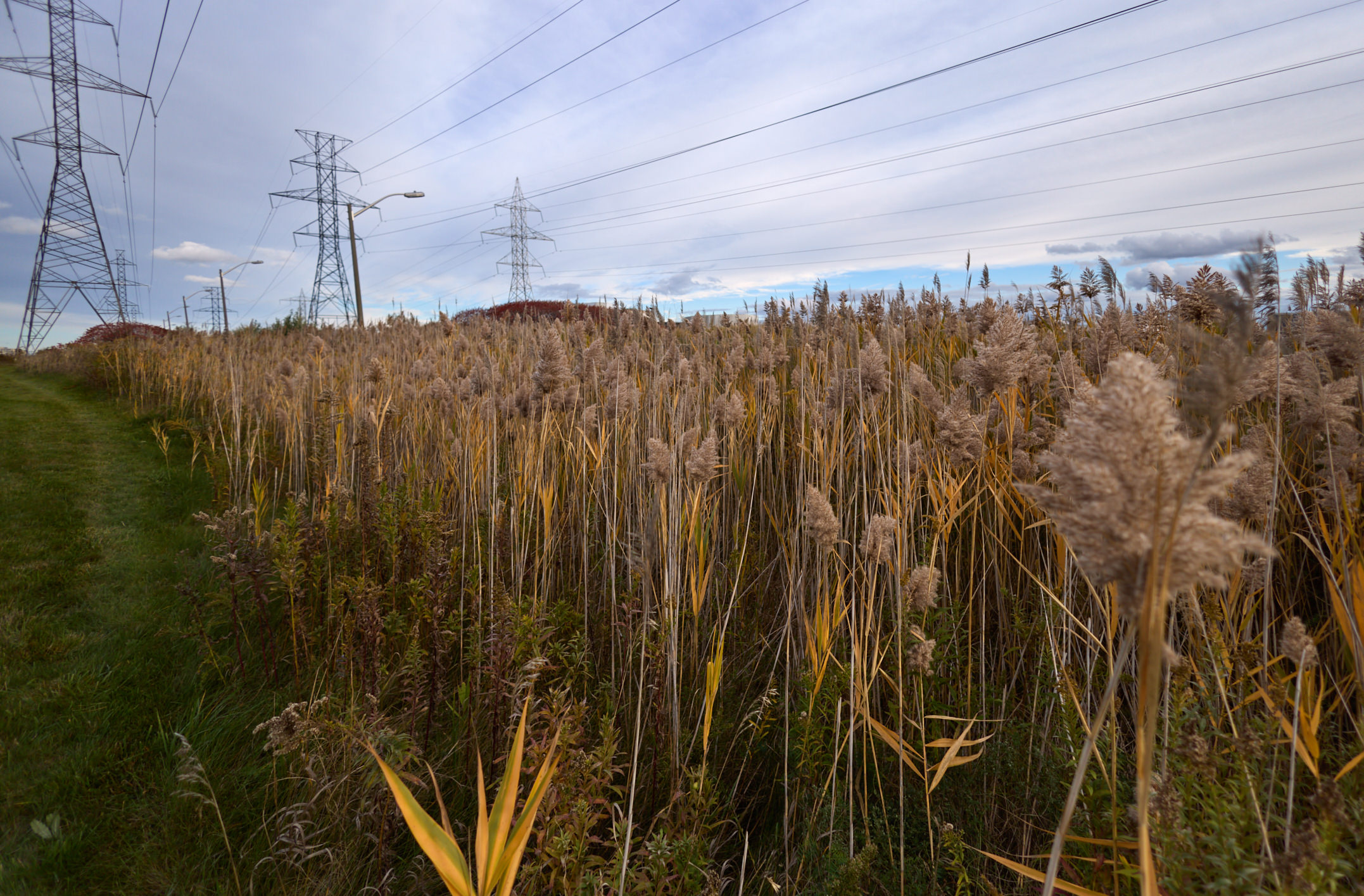 Заросшая (культурно) территория под ЛЭП