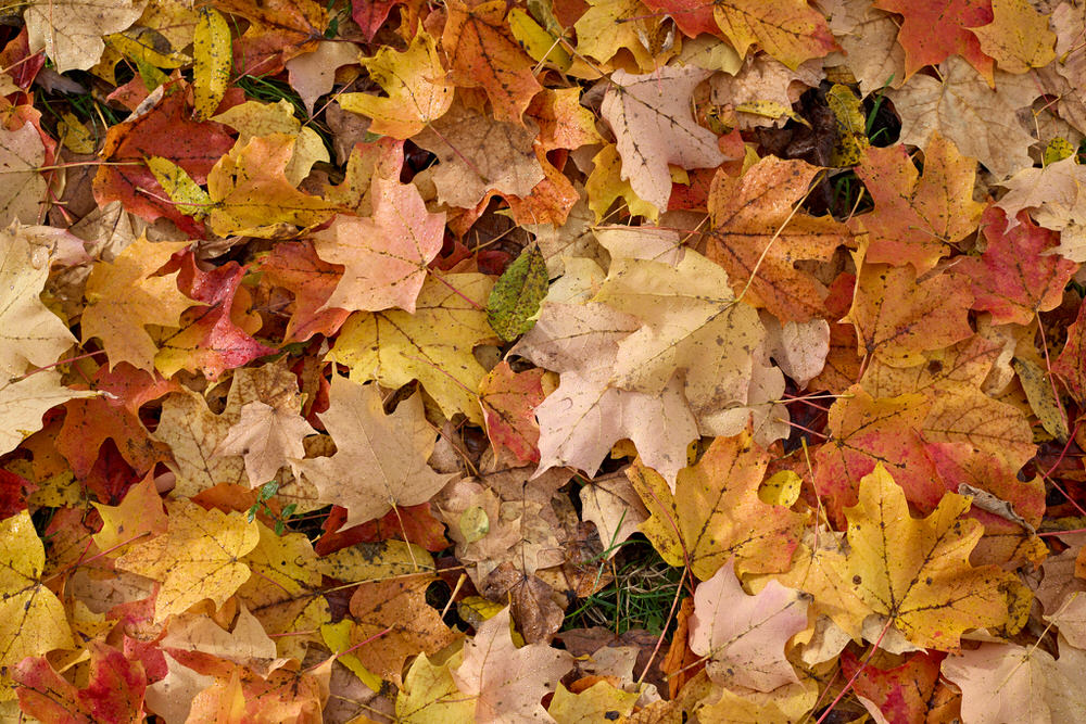 URL изображения: https://galle.devphoto.uk/0080-pt25/preview/20251025_1442_5186_c1_sm2.jpg